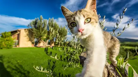 Gatos caen de pie