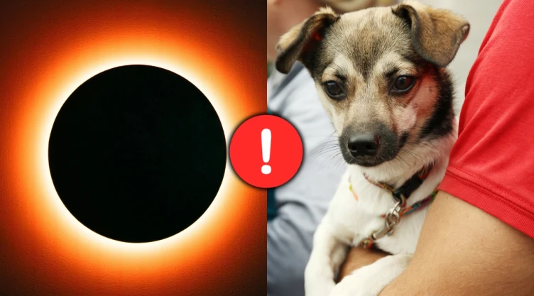 /estilo-de-vida/que-hacer-perro-no-afecte-eclipse-solar-12-de-agosto