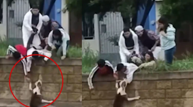 VIDEO Viral Rescatan a perrito atrapado en un río
