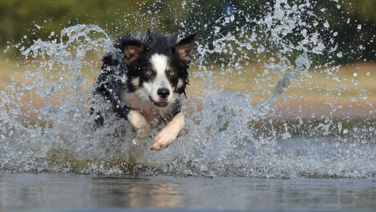Bebidas seguras y refrescantes para tus perros en temporada de calor