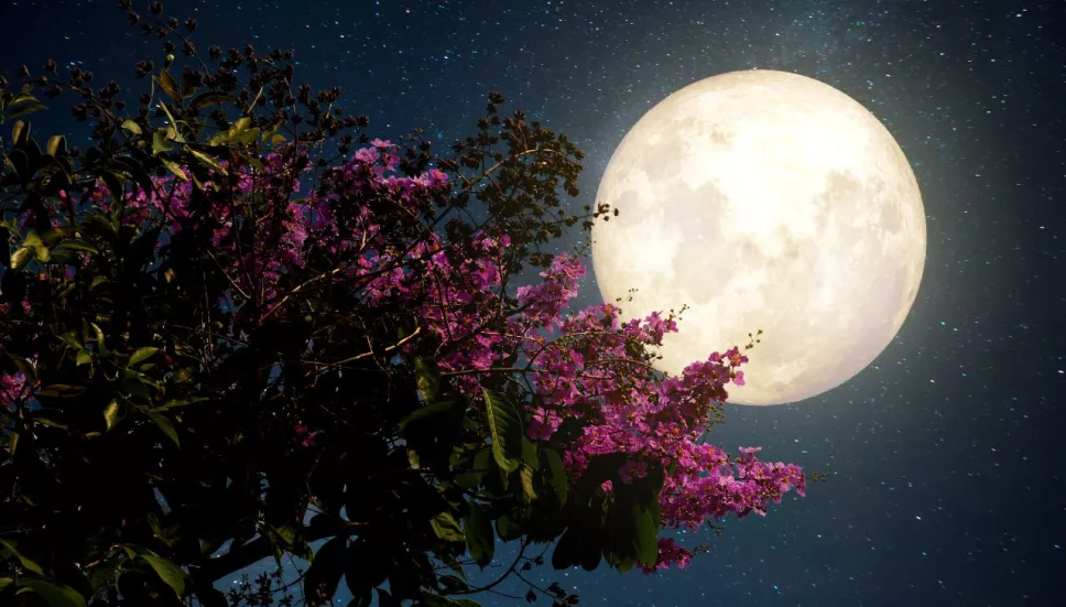 Luna de Flores 2023 cuando sera