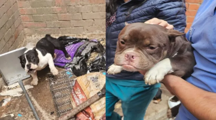 Rescate de 11 perritos por maltrato animal en Cuautitlán Izcalli, Edomex
