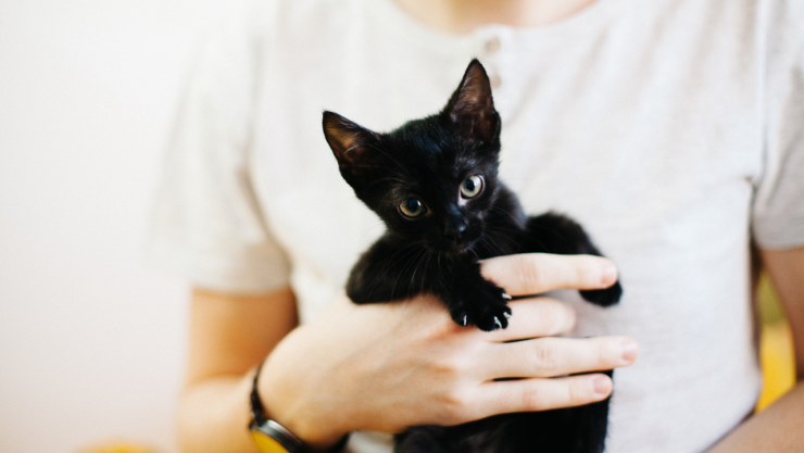 efecto ‘Flow’ adopción gatos negros