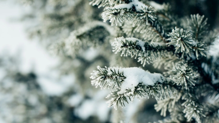 El invierno 2024 trae un pron&oacute;stico particular, seg&uacute;n la UNAM