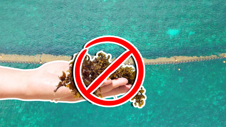 Estas son las playas sin sargazo en Quintana Roo HOY 17 de octubre de 2025_ De Holbox, Cancún, Tulum a Xcalak.jpg