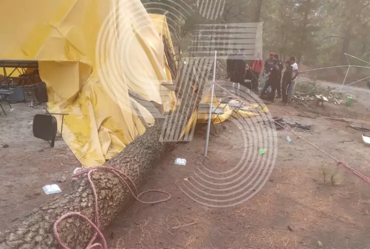 Fuertes vientos que corrieron por el municipio de Tetlanohcan, en Tlaxcala, tiraron un árbol.