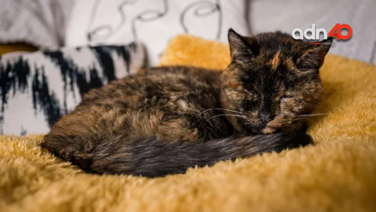 Flossie gatita guinnes record 120 años humanos