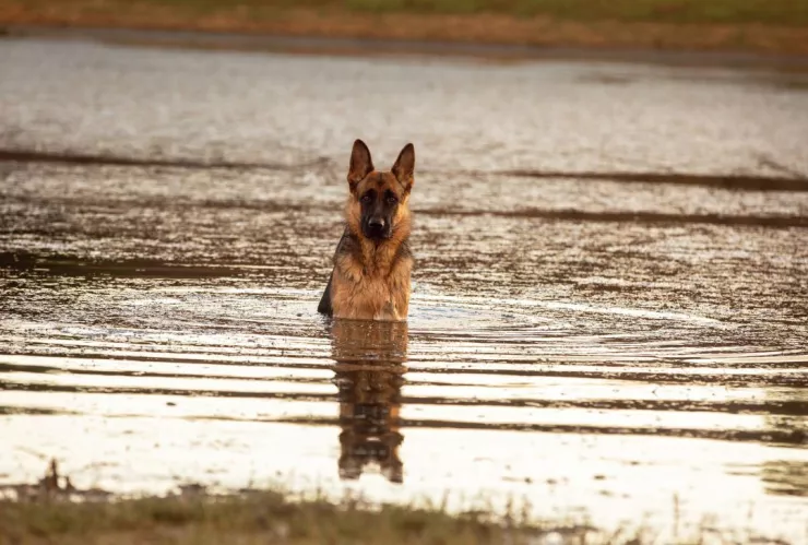 Perros policias en adopcion en EUA