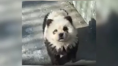 perros panda