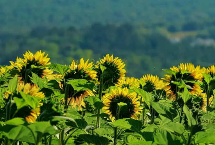 Girasoles.jpg