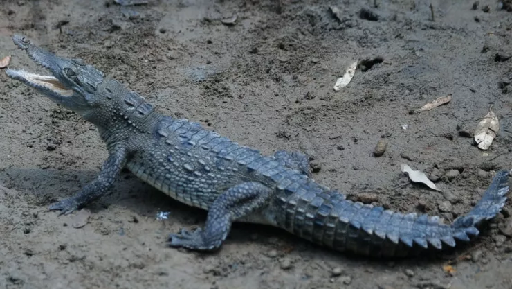 ¡Lagartos de ciudad! Estos son los hábitats naturales de los cocodrilos en Jalisco