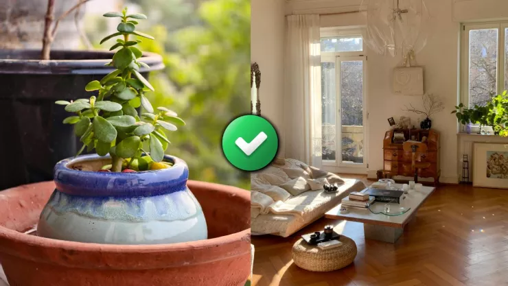 /estilo-de-vida/donde-poner-planta-del-dinero-casa