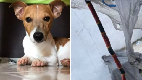 Nachito, perrito serpiente