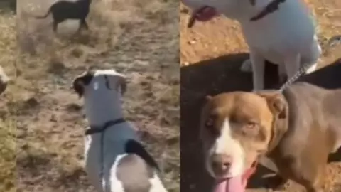 Perritos rescatados en Arboledas