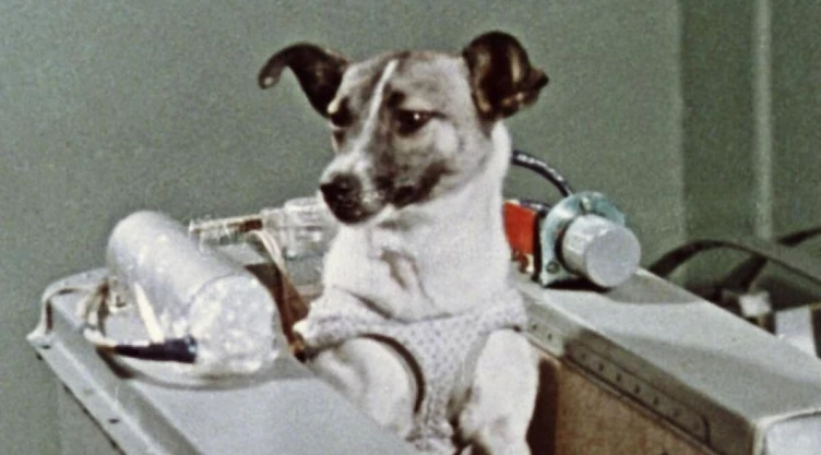 Perrita Laika
