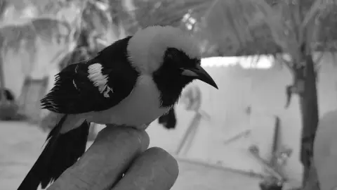 La RAZÓN por la que están apareciendo pájaros muertos en Yucatán