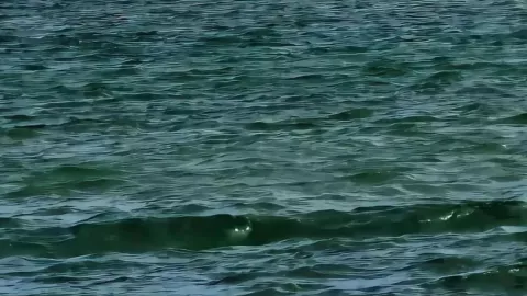 Ojos brillantes fueron captados en un ola