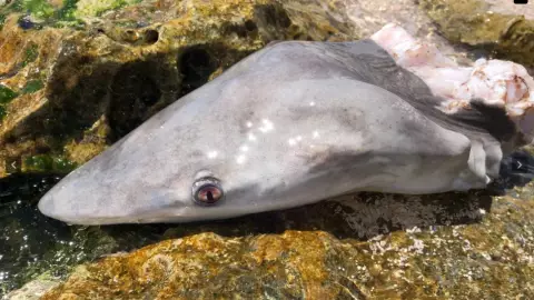 Aumenta la pesca furtiva en Akumal; tiburones entre los afectados
