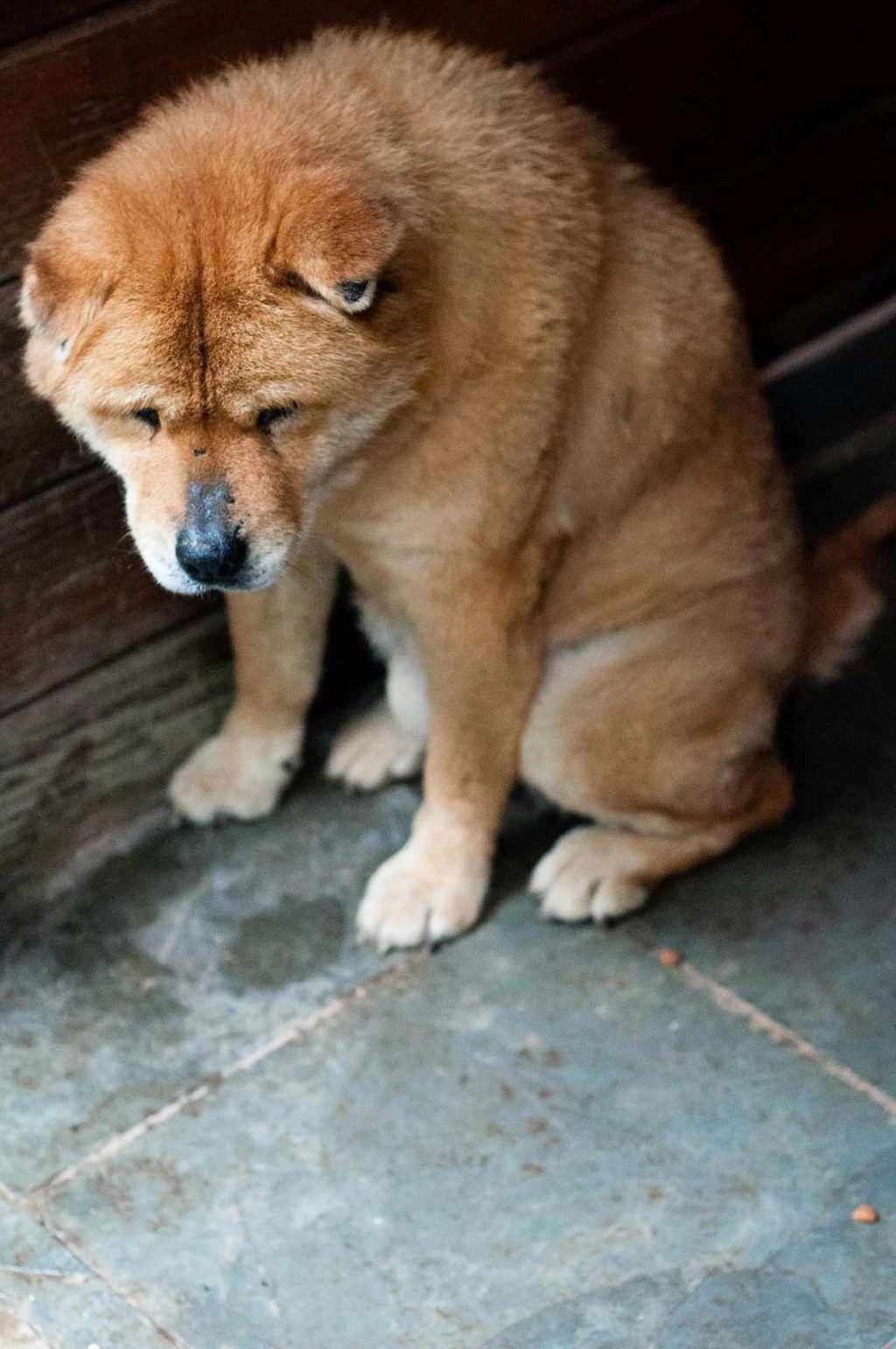 Dolor en los animales
