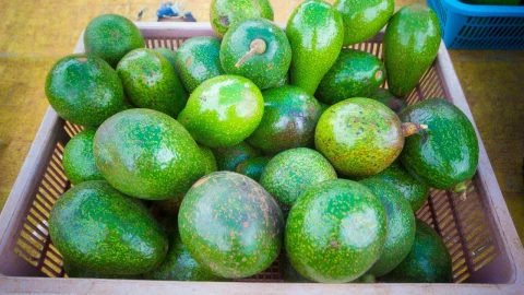 Jalisco envía 17,000 toneladas de aguacate al Super Bowl 2025