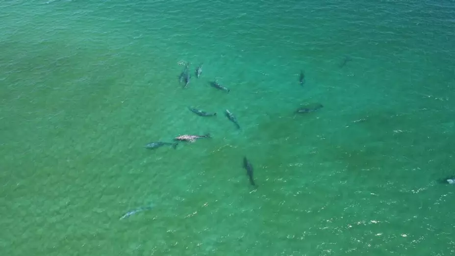 50 ballenas grises en el Parque Nacional Cabo Pulmo