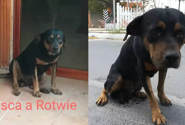 se busca rotwie ofrece recompensa