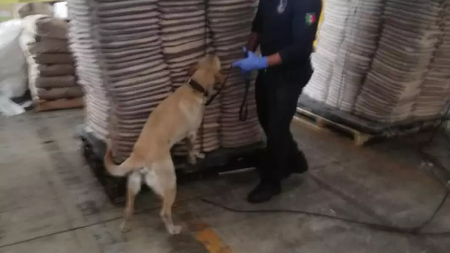 DECOMISO MARIHUANA (3).jpeg