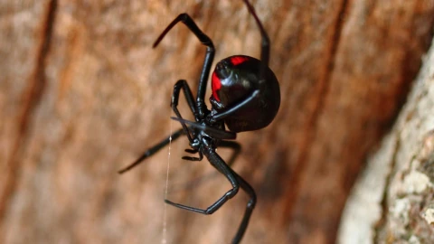 ¡Se parecen! Así puedes saber cuál de estas arañas es una viuda negra y si es venenosa