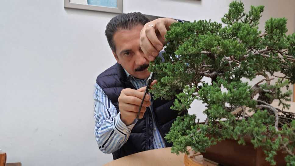 Jorge Zarza Bonsai