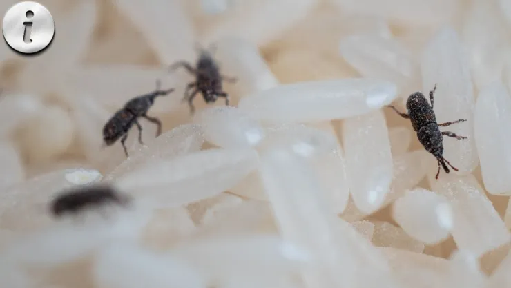 Gorgojos Características, tipos y todo lo que no sabías de este insecto.jpg