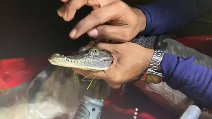 Cocodrilo que vivía en parque ecológico de Mérida fue capturado