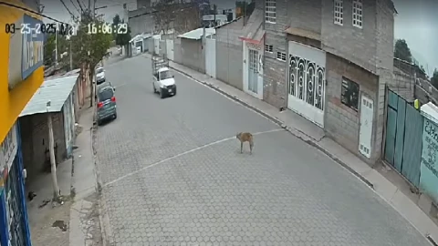 Perrito atropellado Puebla.png