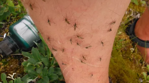 Mosquitos