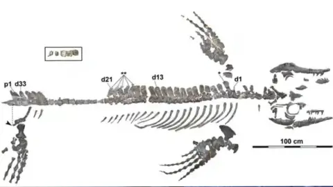 El fósil del dragón azul ha ayudado a hacer más descubrimientos sobre esta prehistórica especie