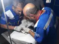 HAYTAP recoge a animales heridos por los incendios en Turquía
