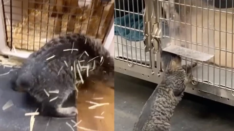 gatito saluda pacientes