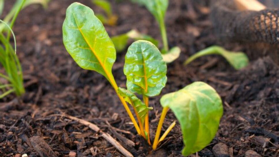 cultivo de espinaca.jpg