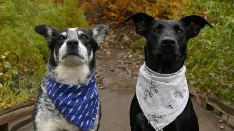 Día mundial del perro: ideas de regalos en su día