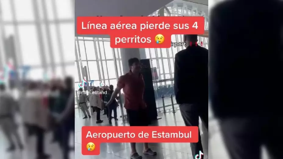 aerolina pierde a perritos de un mismo pasajero
