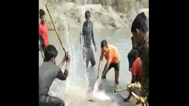 Hombres matan a golpes a delfín en peligro de extinción  en India