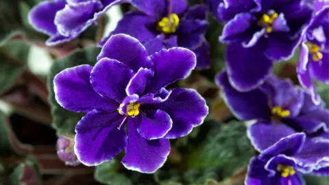 Violetas africanas
