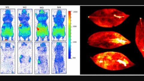Fenómeno conocido como Emisión Fotónica Ultradébil (UPE por sus siglas en inglés)
