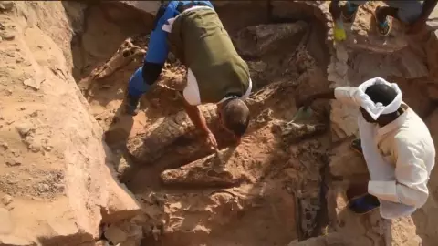 Encuentran cocodrilos en un tumba milenaria; murieron de hambre
