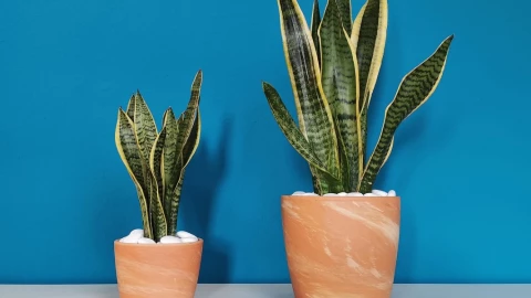 plantas cuidados consejos