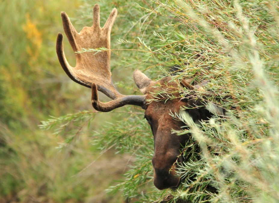 Cazador mató a 2 alces del zoológico