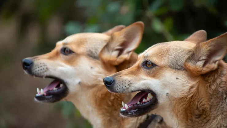 ¡Última hora! Niño de 3 años es asesinado por dos perros, en Michoacán; la madre fue vinculada a proceso.jpg