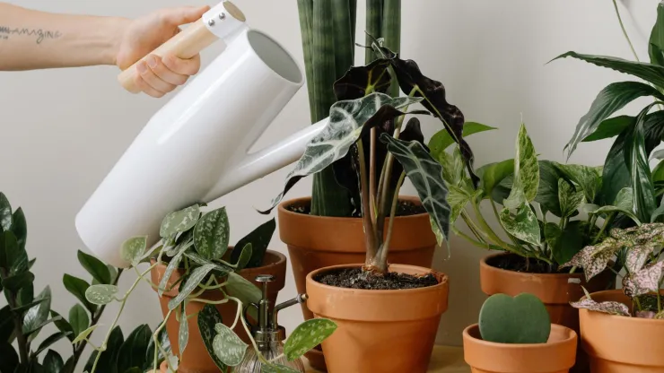Regar plantas