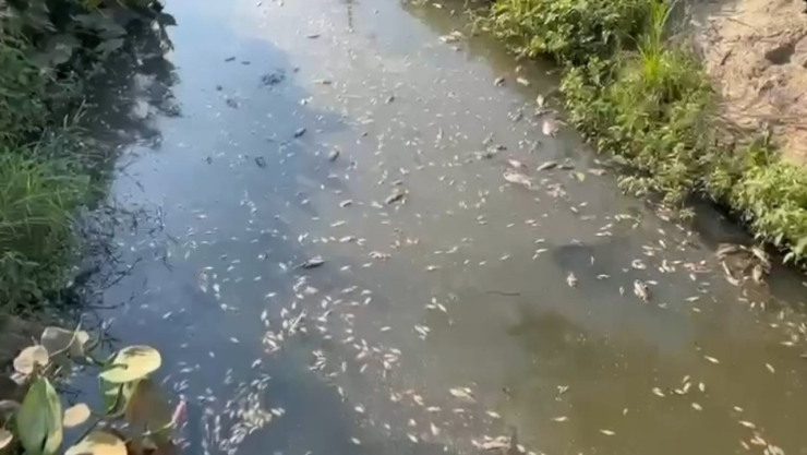 Muerte de peces a causa de la onda de calor en Veracruz