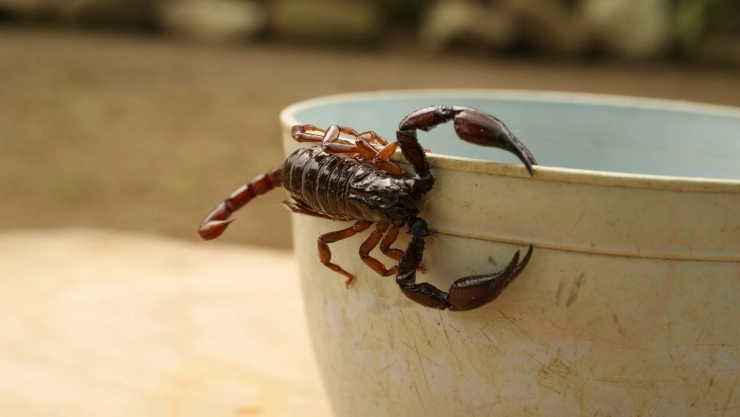 piquete-alacran-genitales-hotel-las-vegas