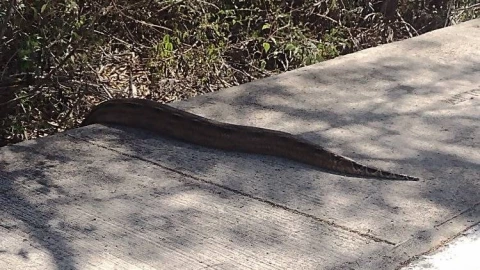 reportan avistamiento de vivoras en san marcos sustentable